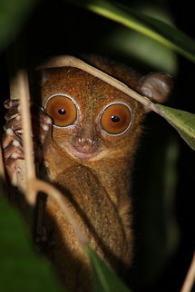 Western tarsier  Cephalopachus bancanus,Geotagged,Horsfields tarsier,Malaysia,Winter