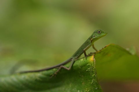 Green-crested lizard?  Bronchocela cristatella,Geotagged,Green Crested Lizard,Malaysia,Winter