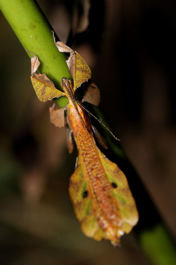 Leaf_insect (Phyllium pulchrifolium)  Geotagged,Malaysia,Phyllium giganteum,Winter