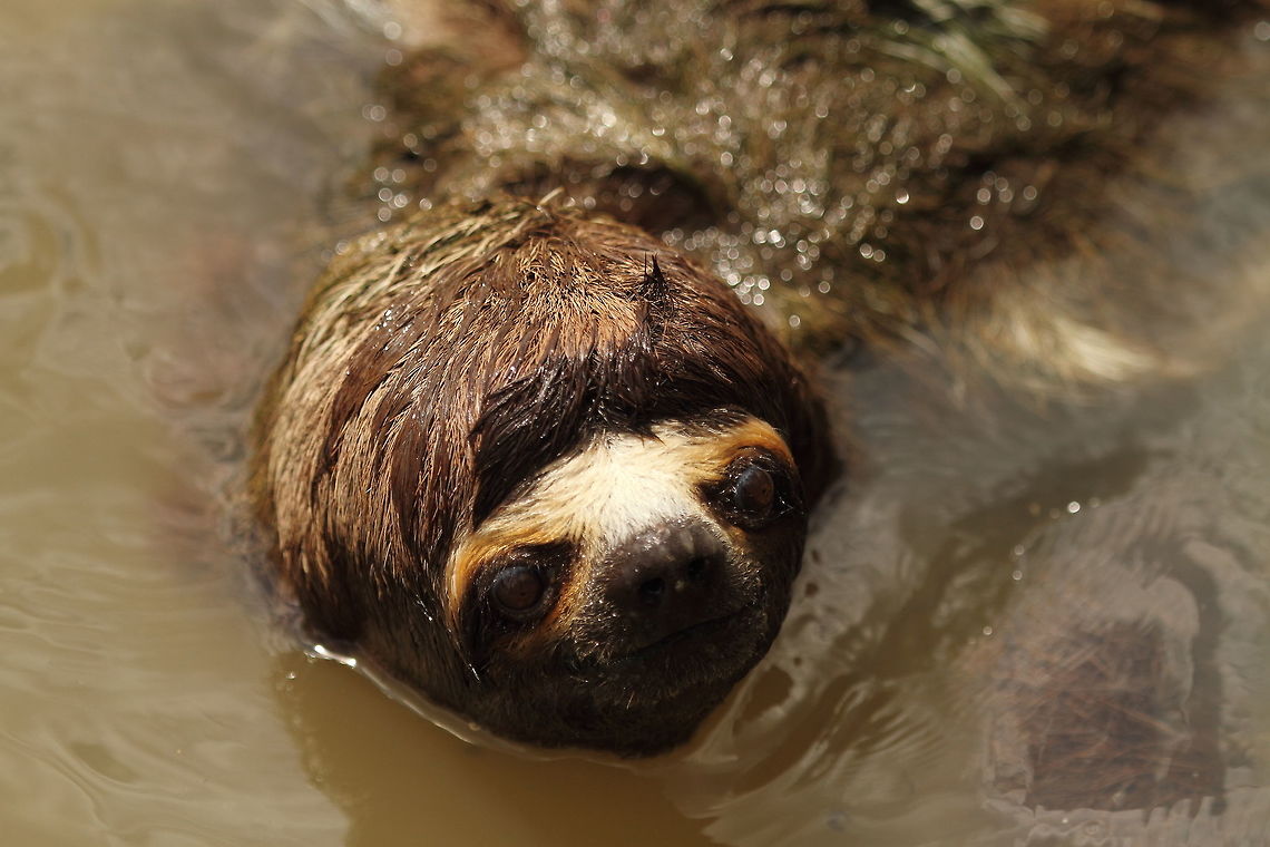 3-toed_sloth  Bradypus variegatus,Brown-throated sloth,Geotagged,Peru,Spring
