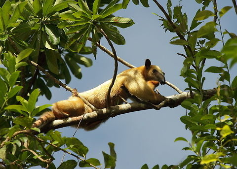 Southern_tamandua  Fall,Geotagged,Peru,Southern tamandua,Tamandua tetradactyla
