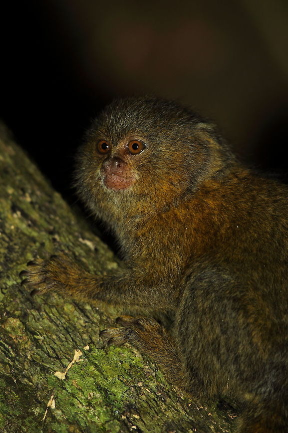 Pygmy_marmoset  Cebuella pygmaea,Fall,Geotagged,Peru,Pygmy marmoset