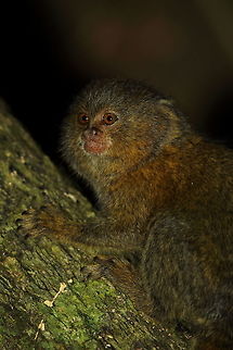 Pygmy_marmoset  Cebuella pygmaea,Fall,Geotagged,Peru,Pygmy marmoset
