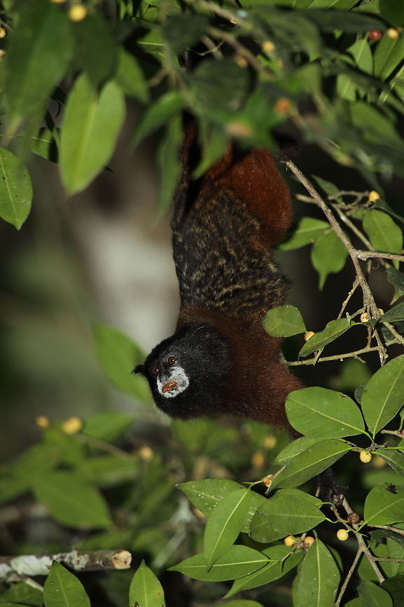 Saddle-backed_tamarin  Brown-mantled tamarin,Fall,Geotagged,Peru,Saguinus fuscicollis
