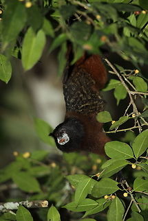 Saddle-backed_tamarin  Brown-mantled tamarin,Fall,Geotagged,Peru,Saguinus fuscicollis