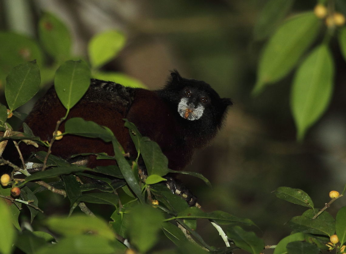 Saddle-backed_tamarin  Brown-mantled tamarin,Fall,Geotagged,Peru,Saguinus fuscicollis