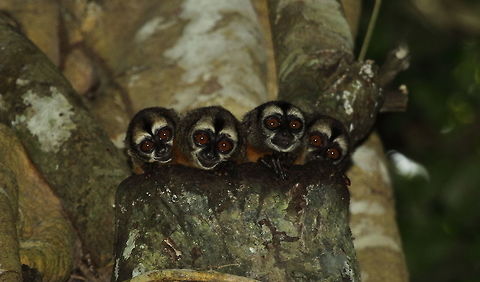 Noisy_night_monkey  Aotus vociferans,Fall,Geotagged,Peru,Spixs night monkey