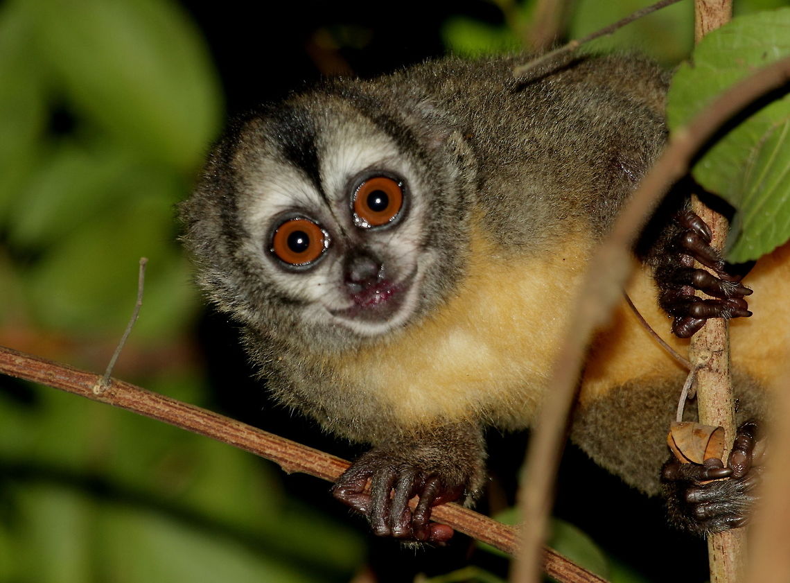Noisy_night_monkey1  Aotus vociferans,Fall,Geotagged,Peru,Spixs night monkey