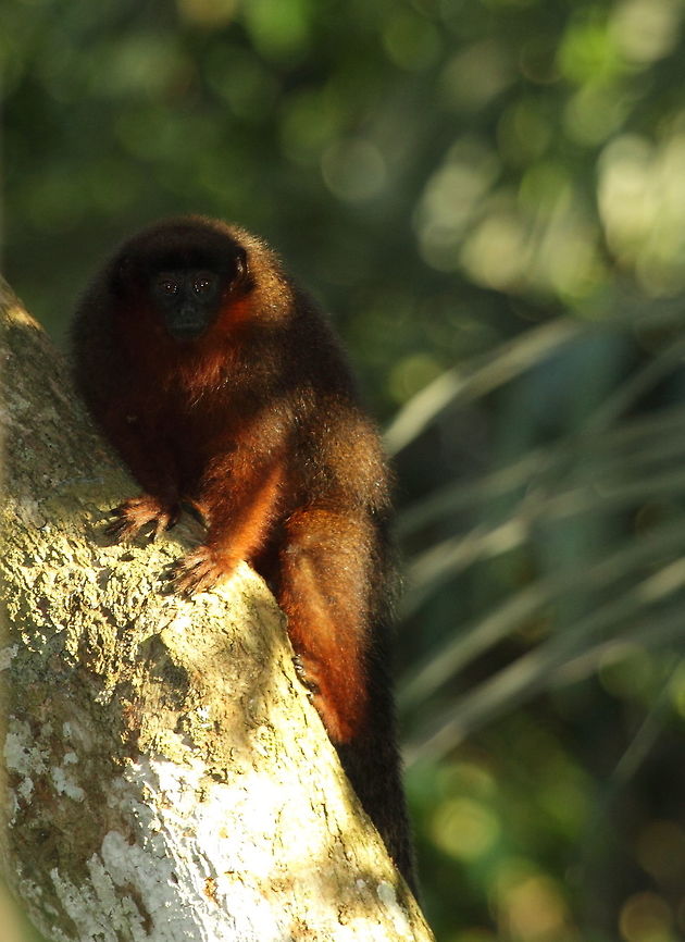 Dusky_titi  Callicebus moloch,Fall,Geotagged,Peru,Red-bellied titi