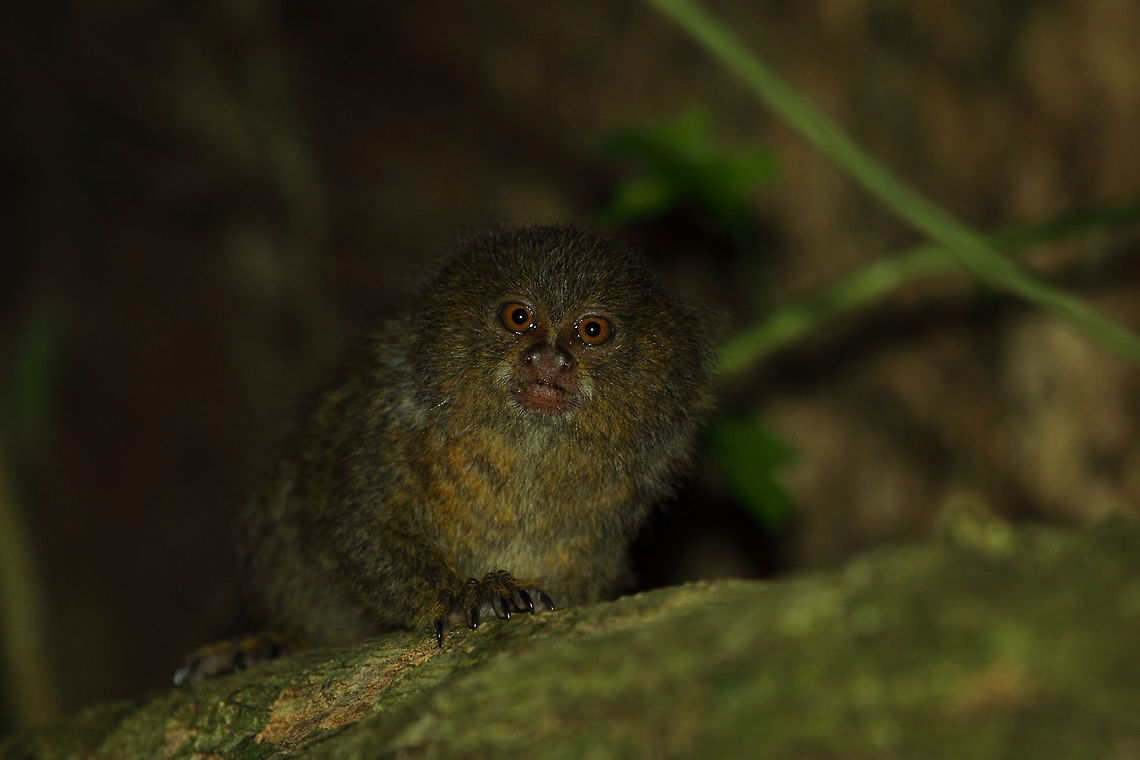Pygmy_marmoset1  Cebuella pygmaea,Fall,Geotagged,Peru,Pygmy marmoset
