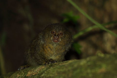 Pygmy_marmoset1  Cebuella pygmaea,Fall,Geotagged,Peru,Pygmy marmoset