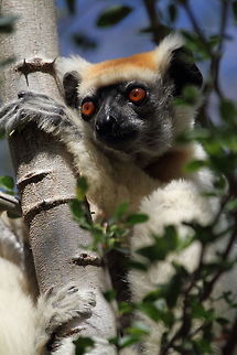 Golden-crowned_sifaka  Geotagged,Golden-crowned sifaka,Madagascar,Propithecus tattersalli,Spring