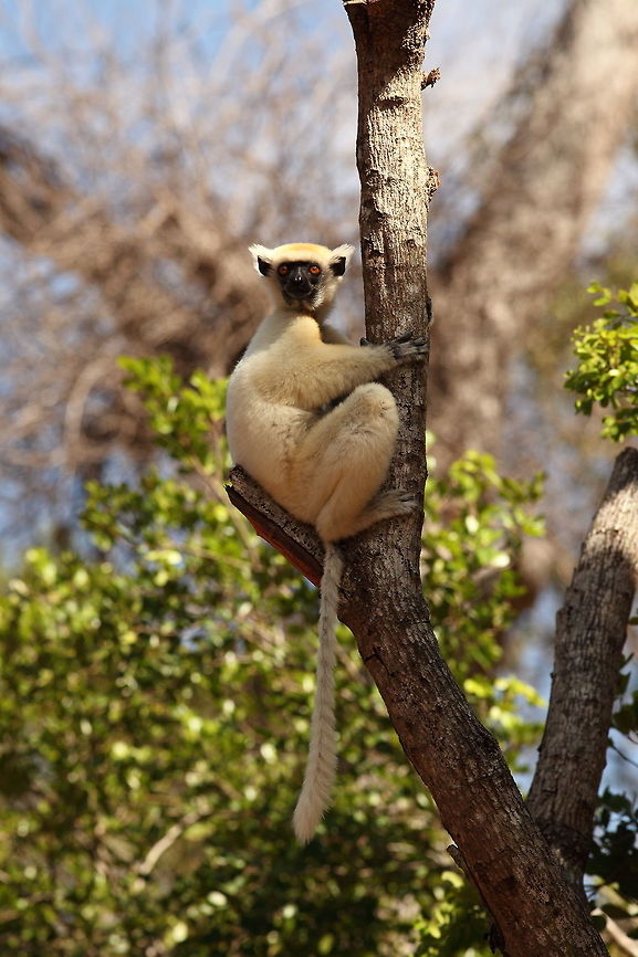 Golden-crowned_sifaka3  Geotagged,Golden-crowned sifaka,Madagascar,Propithecus tattersalli,Spring