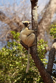 Golden-crowned_sifaka3  Geotagged,Golden-crowned sifaka,Madagascar,Propithecus tattersalli,Spring