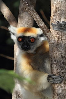 Golden-crowned_sifaka2  Golden-crowned sifaka,Propithecus tattersalli