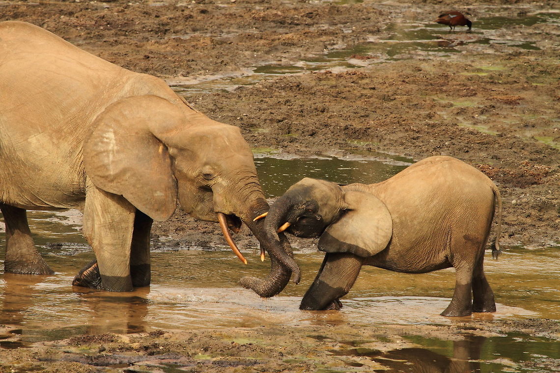 African forest_elephant  African forest elephant,Central African Republic,Geotagged,Loxodonta cyclotis,Spring