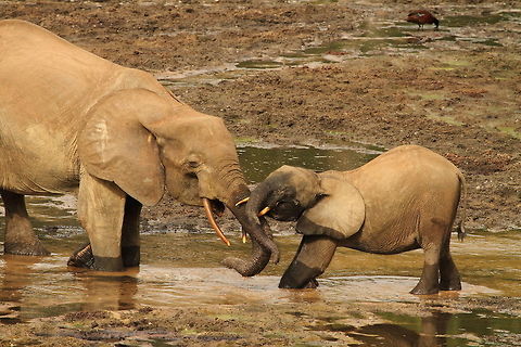 African forest_elephant  African forest elephant,Central African Republic,Geotagged,Loxodonta cyclotis,Spring