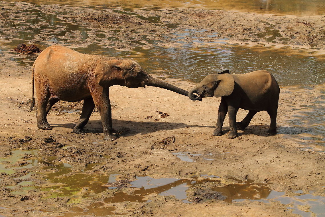 African forest_elephant