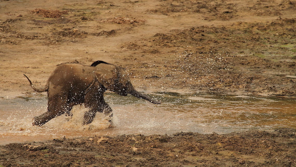 African forest_elephant  African forest elephant,Loxodonta cyclotis