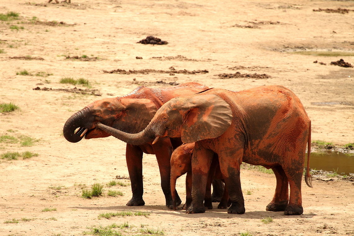 African forest_elephant  African forest elephant,Central African Republic,Geotagged,Loxodonta cyclotis,Spring