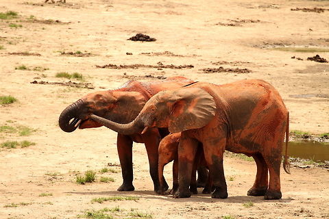 African forest_elephant  African forest elephant,Central African Republic,Geotagged,Loxodonta cyclotis,Spring