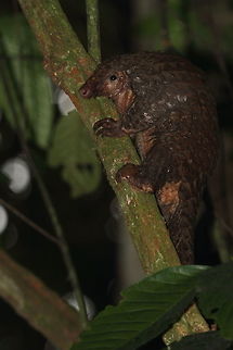 African_tree_pangolin  Central African Republic,Geotagged,Phataginus tricuspis,Spring,Tree pangolin
