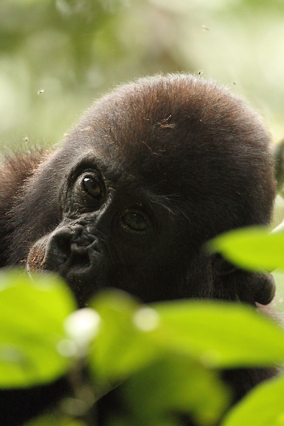 Western_lowland_gorilla  Central African Republic,Geotagged,Gorilla gorilla gorilla,Spring,Western lowland gorilla