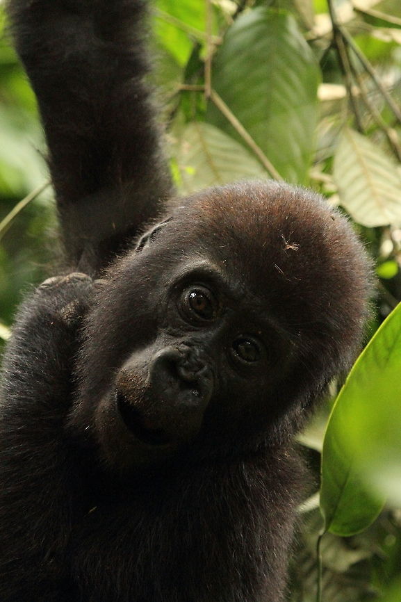 Western_lowland_gorilla  Central African Republic,Geotagged,Gorilla gorilla gorilla,Spring,Western lowland gorilla