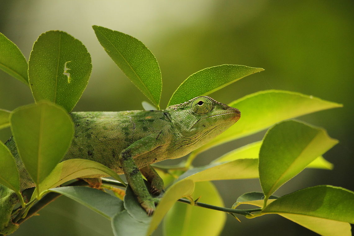 Graceful_chameleon  Central African Republic,Chamaeleo gracilis,Geotagged,Graceful chameleon,Spring