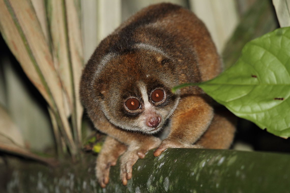 Greater_slow_loris  Geotagged,Indonesia,Nycticebus coucang,Summer,Sunda slow loris