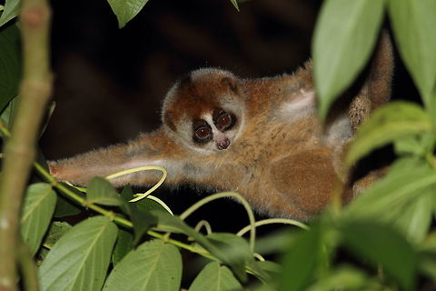 Greater_slow_loris  Geotagged,Indonesia,Nycticebus coucang,Summer,Sunda slow loris