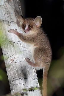 Grey_mouse_lemur  Geotagged,Gray mouse lemur,Madagascar,Microcebus murinus,Spring