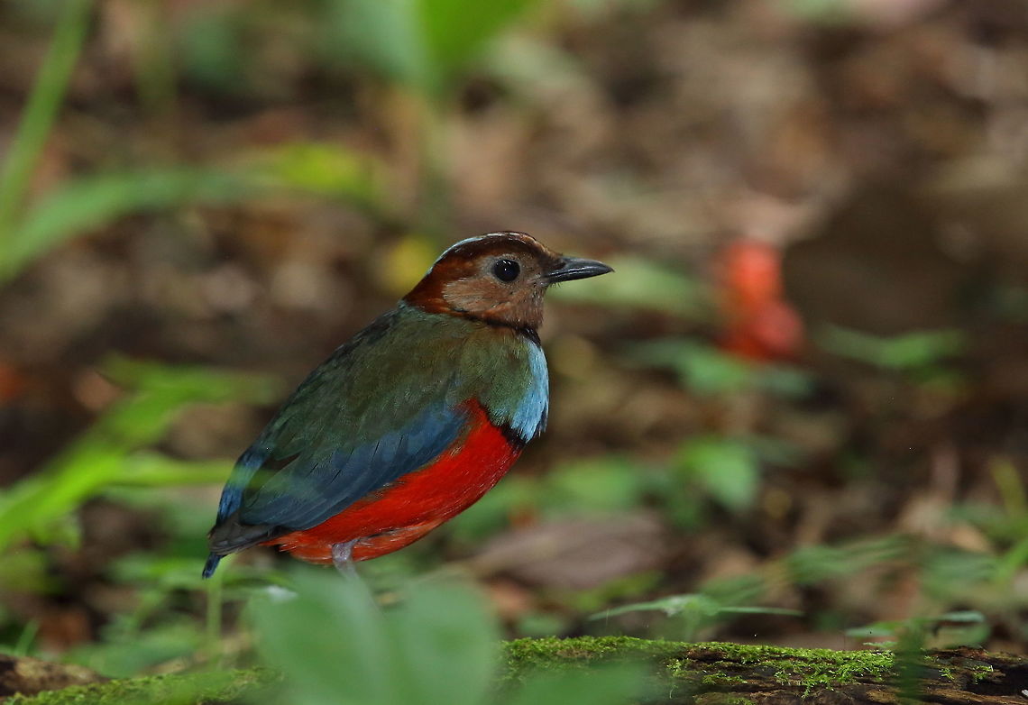 Red-bellied_pitta  Erythropitta erythrogaster,Geotagged,Indonesia,Red-bellied pitta,Spring