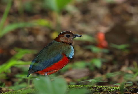 Red-bellied_pitta  Erythropitta erythrogaster,Geotagged,Indonesia,Red-bellied pitta,Spring