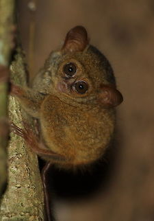 Spectral_tarsier  Geotagged,Indonesia,Spectral tarsier,Spring,Tarsius tarsier