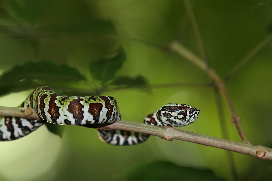 Waglers_pit_viper1  Geotagged,Indonesia,Spring,Tropidolaemus wagleri