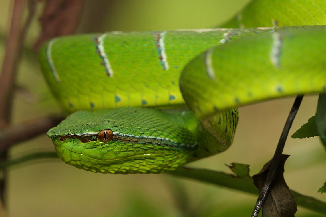 Waglers_pit_viper  Geotagged,Malaysia,Summer,Tropidolaemus wagleri