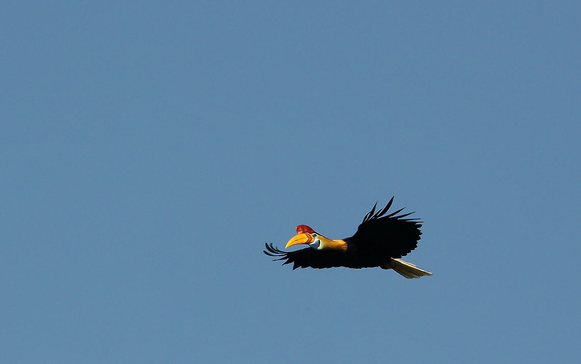 Knobbed_hornbill  Geotagged,Indonesia,Knobbed hornbill,Rhyticeros cassidix,Spring