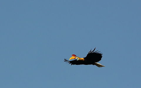 Knobbed_hornbill  Geotagged,Indonesia,Knobbed hornbill,Rhyticeros cassidix,Spring