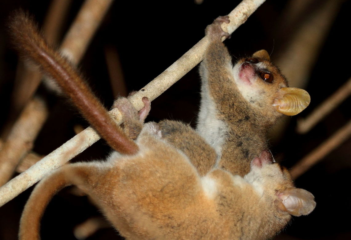 Grey_mouse_lemur_mating  Geotagged,Gray mouse lemur,Madagascar,Microcebus murinus,Spring