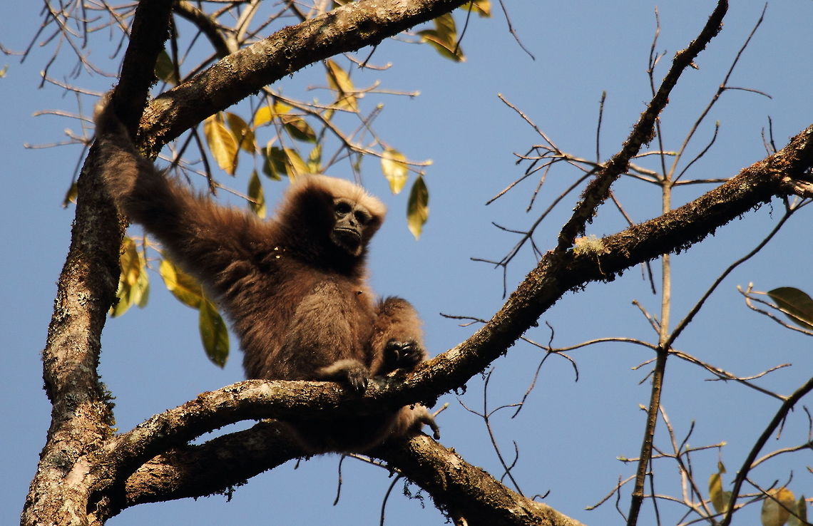 Eastern_hoolock_gibbon  China,Eastern hoolock gibbon,Geotagged,Hoolock leuconedys,Winter