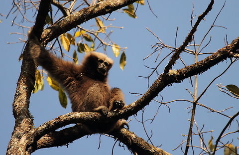 Eastern_hoolock_gibbon  China,Eastern hoolock gibbon,Geotagged,Hoolock leuconedys,Winter