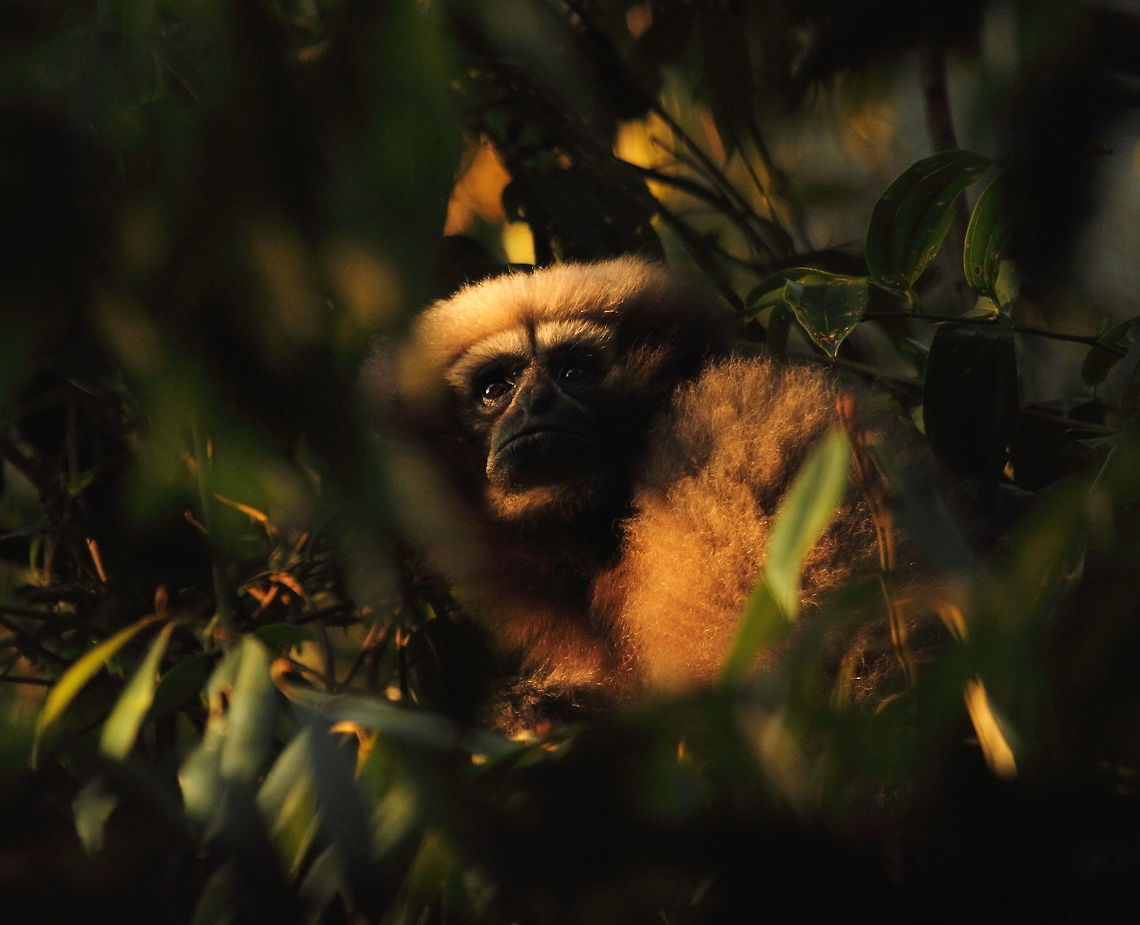 Eastern_hoolock_gibbon3  China,Eastern hoolock gibbon,Geotagged,Hoolock leuconedys,Winter