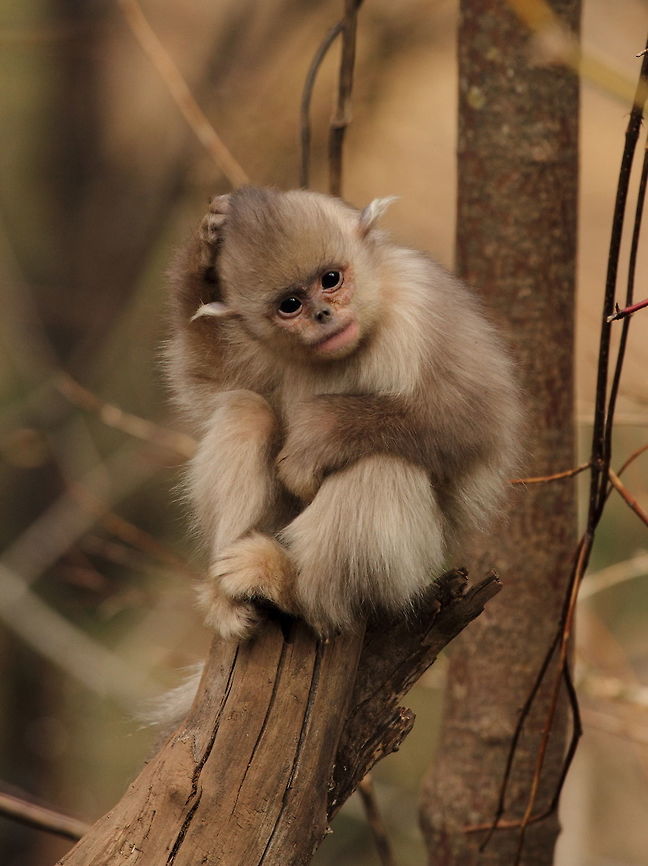 Yunnan_snub-nosed_monkey  Black snub-nosed monkey,China,Geotagged,Rhinopithecus bieti,Winter