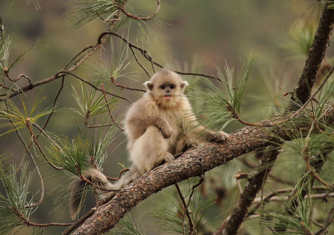 Yunnan_snub-nosed_monkey  Black snub-nosed monkey,China,Geotagged,Rhinopithecus bieti,Winter