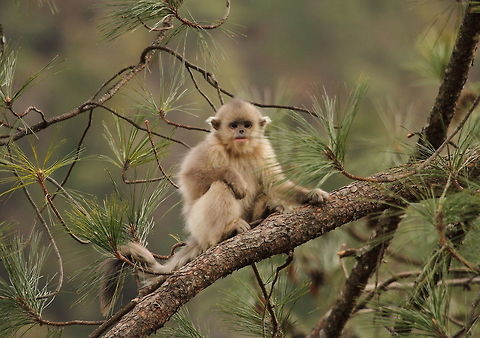 Yunnan_snub-nosed_monkey  Black snub-nosed monkey,China,Geotagged,Rhinopithecus bieti,Winter