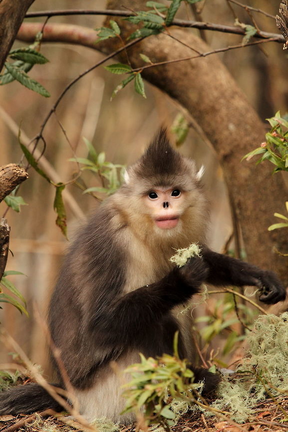 Yunnan_snub-nosed_monkey  Black snub-nosed monkey,China,Geotagged,Rhinopithecus bieti,Winter