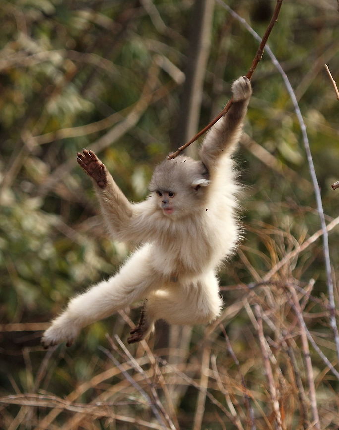 Yunnan_snub-nosed_monkey9  Black snub-nosed monkey,China,Geotagged,Rhinopithecus bieti,Winter