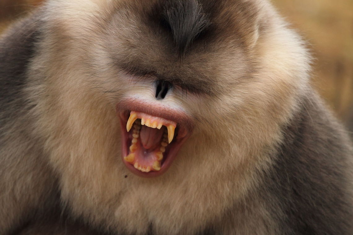 Yunnan_snub-nosed_monkey  Black snub-nosed monkey,China,Geotagged,Rhinopithecus bieti,Winter