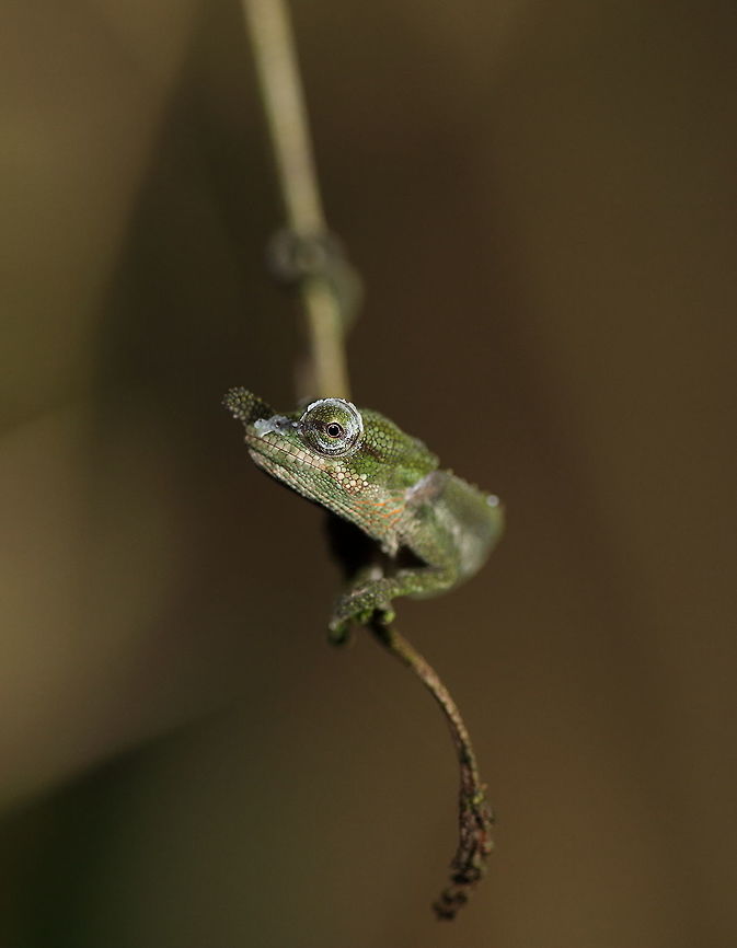 Calumma_nasutum  Big-nosed chameleon,Calumma nasutum,Geotagged,Madagascar,Spring